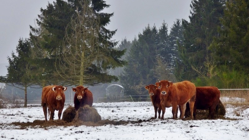 Народные приметы на 27 января: что строго нельзя делать