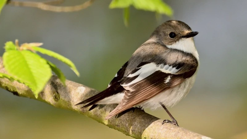 Народные приметы на 17 мая: что строго нельзя делать 