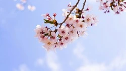 В России ожидаются длинные выходные: сколько продлятся 