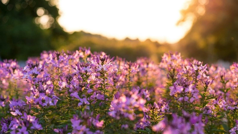 Народные приметы на 29 июня 2024: что можно и нельзя делать в Тихонов день