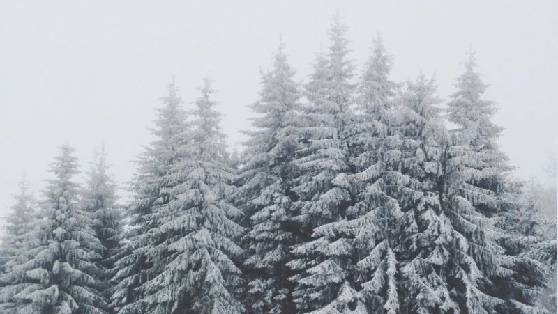 Какая погода ожидается на Сахалине и Курилах 31 января