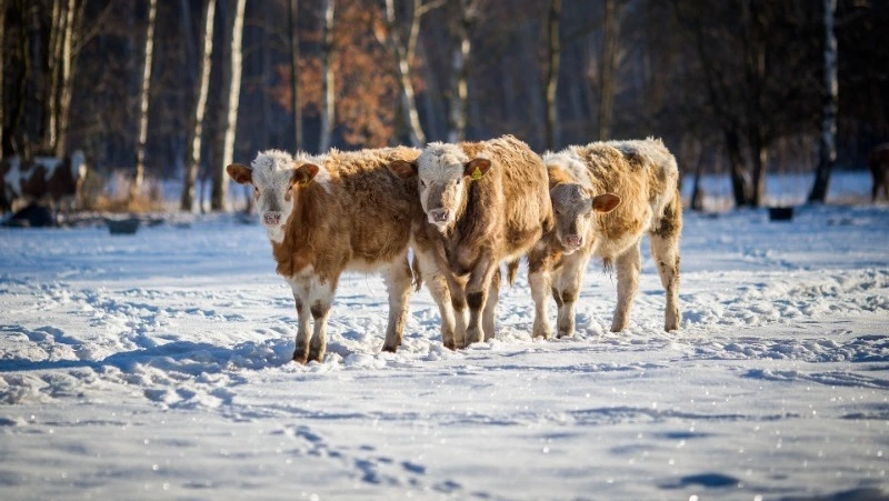 Народные приметы на 27 марта: что строго нельзя делать 