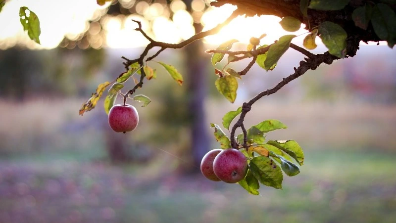 Народные приметы на 19 апреля: что строго нельзя делать  