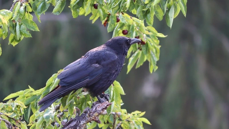 Народные приметы на 27 апреля: что строго нельзя делать 