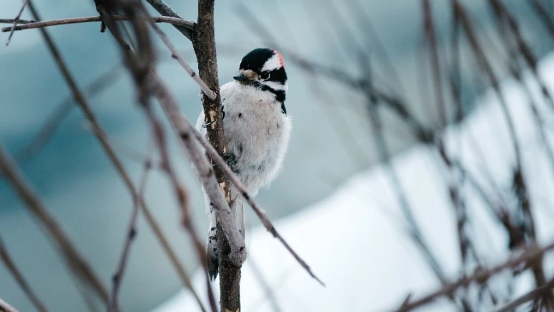 Народные приметы 9 марта: что строго нельзя делать 