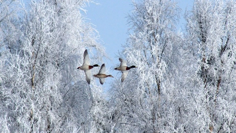 Церковный праздник 24 января 2024 года: что нельзя делать, приметы 