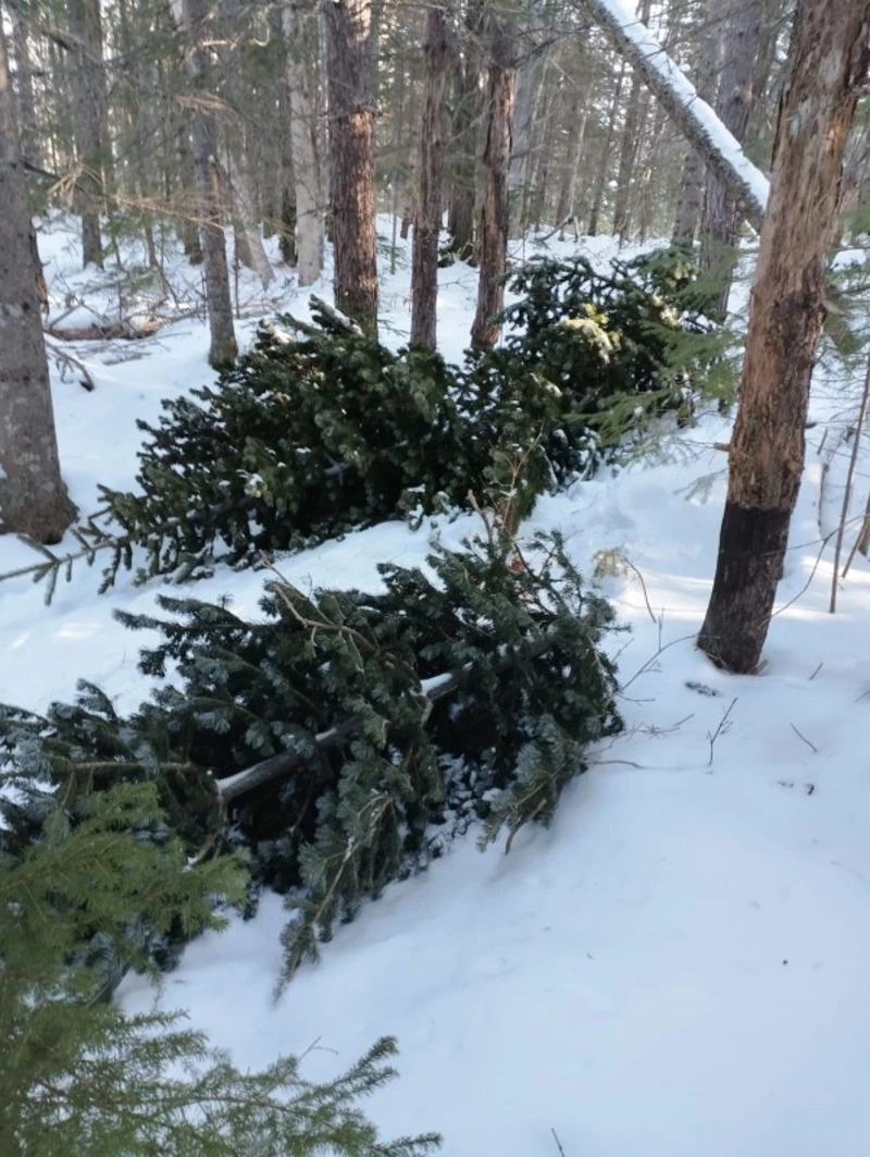 БПЛА на страже сахалинских новогодних елок