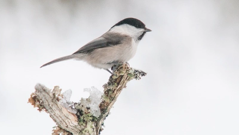 Народные приметы на 28 января: что строго нельзя делать 