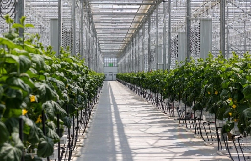 На Сахалине ввели в эксплуатацию самый современный на Дальнем Востоке тепличный компл