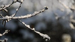 Погода на Сахалине и Курилах 14 февраля: небольшой снег и +4 градуса  