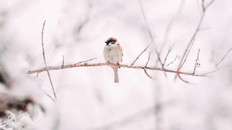Народные приметы на 21 января 2024 года: что строго нельзя делать