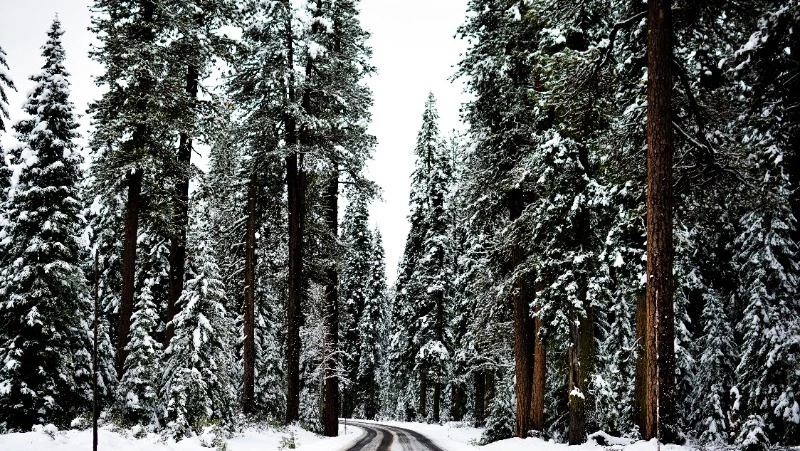 Слабый снег и -19 градусов ожидается на Сахалине и Курилах 15 декабря