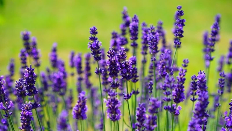 Народные приметы 12 мая: что строго нельзя делать