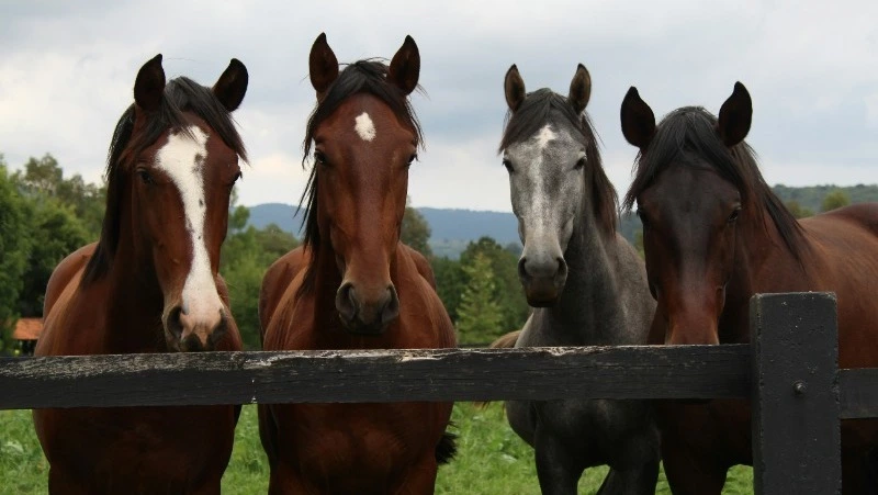 Народные приметы на 13 июня 2024: что строго нельзя делать 