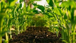 Лунный посевной календарь на июль 2024 года: благоприятные дни 