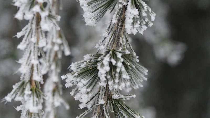 Церковный праздник 5 февраля 2024 года: что нельзя делать, приметы 