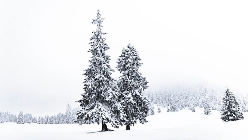 Погода в Сахалинской области 13 декабря: небольшой снег и морозы 