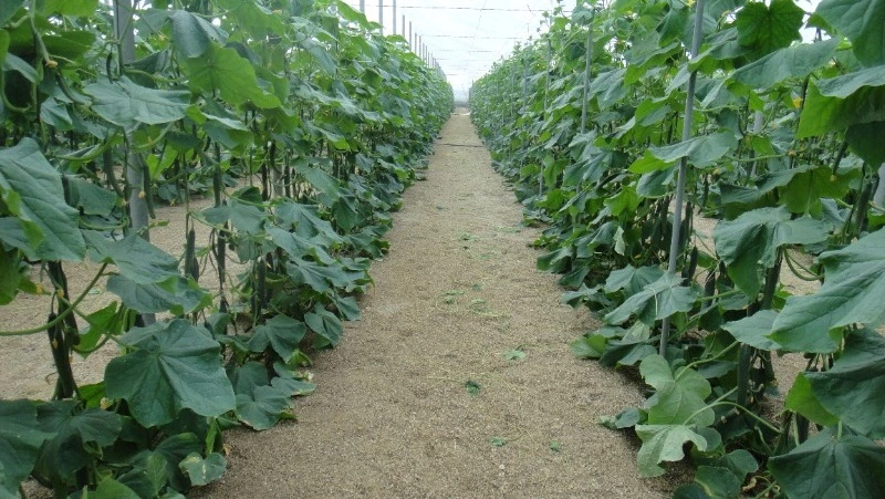 Народные приметы 27 мая: что строго нельзя делать