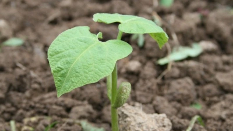 Народные приметы 2 июня: что строго нельзя делать