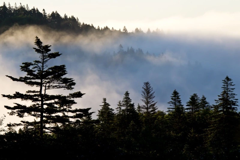 Сахалинская область вывела на рынок первые в России единицы выполнения квоты