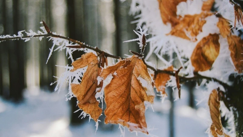 Прогноз погоды в Сахалинской области на 20 марта: северный ветер и +1 градус 