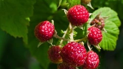 Пейте это каждый день и ваши гормоны будут в порядке