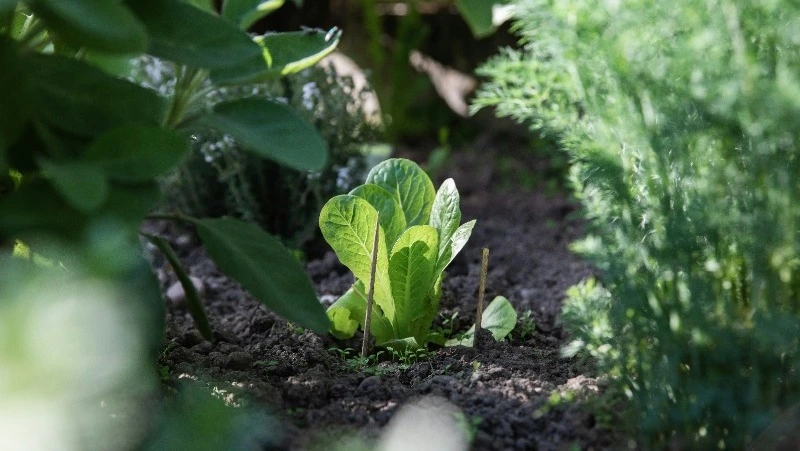 Народные приметы на 30 мая: что строго нельзя делать  
