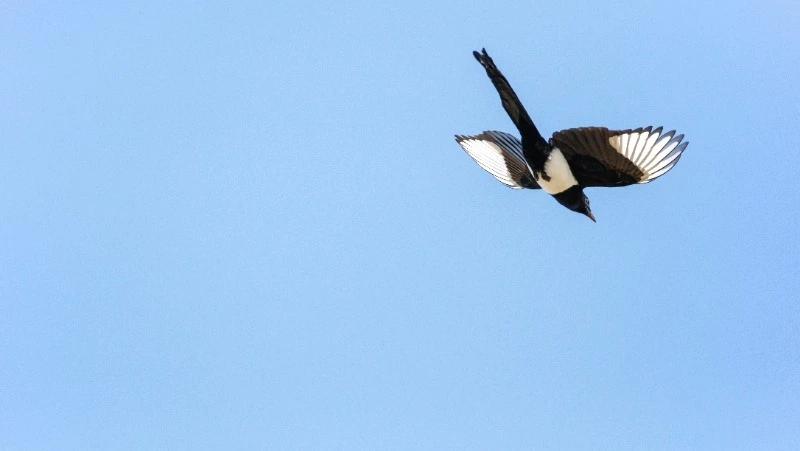 Народные приметы на 7 марта: что строго нельзя делать  