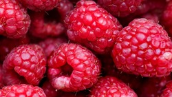 Как ухаживать за малиной, чтобы получить богатый урожай: 7 секретов 