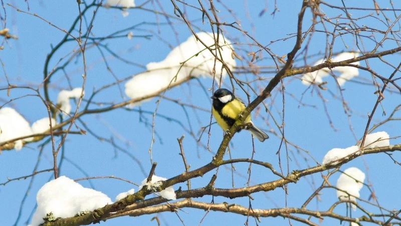 Народные приметы на 15 марта: что строго нельзя делать 