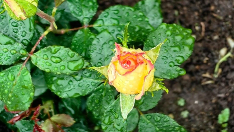 Летние Кузьминки: народные приметы, традиции, что строго нельзя делать 14 июля 2024 года