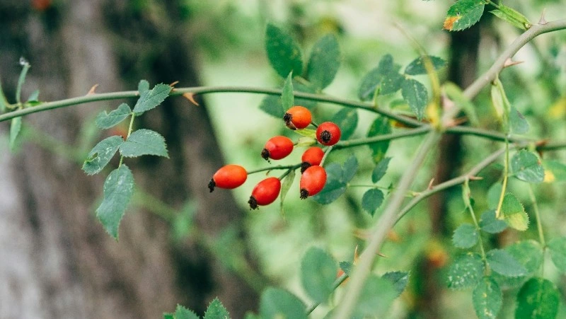 Народные приметы на 6 июня 2024: что строго нельзя делать