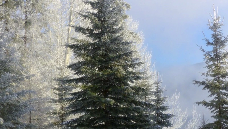 Церковный праздник 15 декабря 2023 года: что нельзя делать, приметы