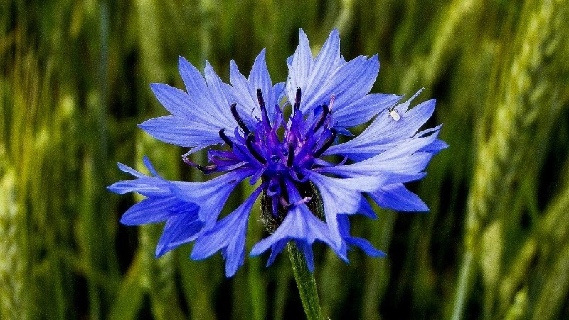 Народные приметы на 4 июня 2024: что строго нельзя делать 