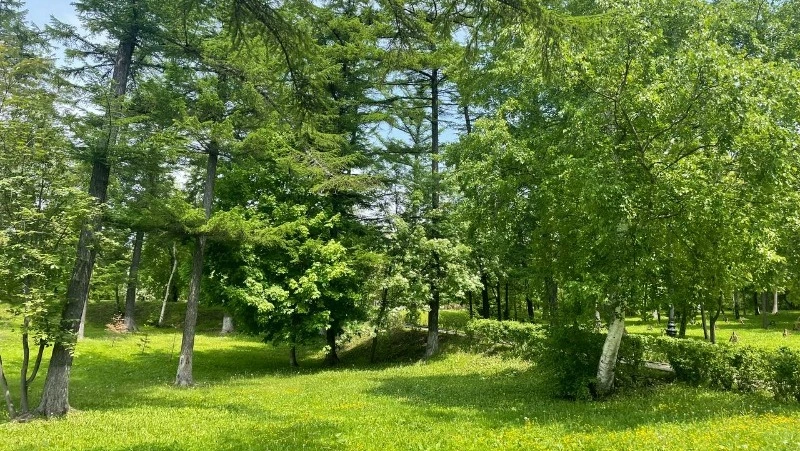Синоптики дали прогноз погоды в Сахалинской области на 19 июня