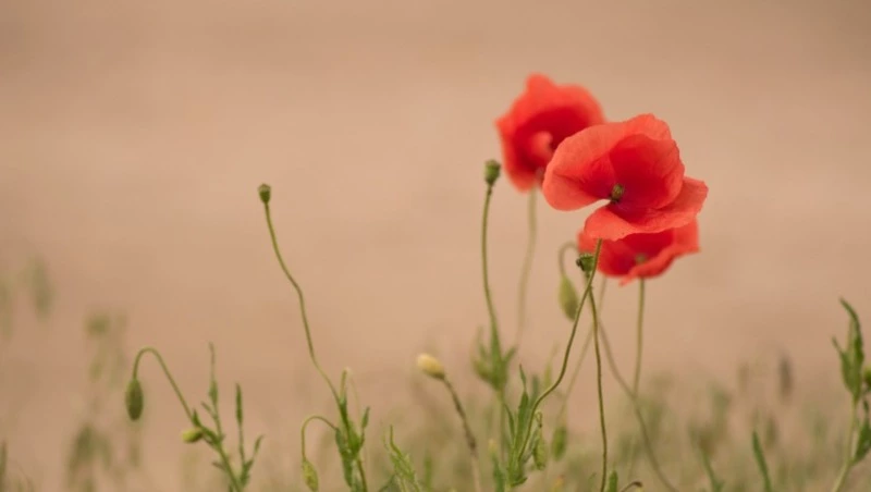 Народные приметы на 16 июля 2024: что можно и нельзя делать в Маков день 