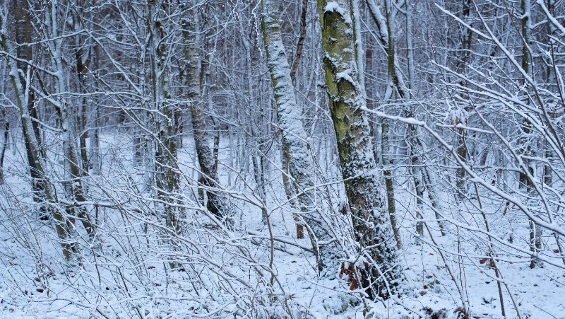 Осадки и ветер накроют Сахалинскую область 21 декабря