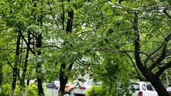 Прогноз погоды в Сахалинской области на 3 июля: жара до +30 градусов и порывистый ветер  