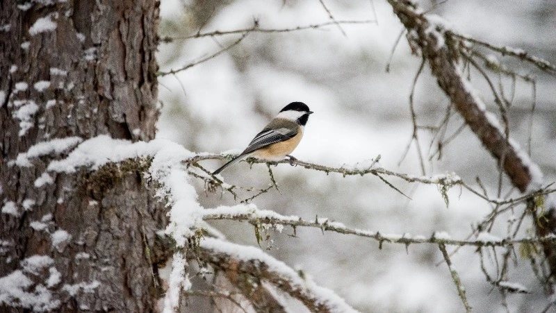 Народные приметы на 12 декабря 2023 года: что строго нельзя делать