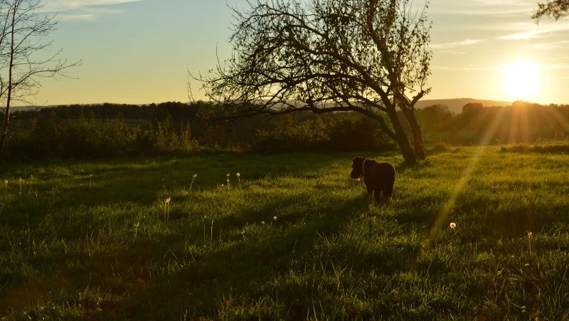 Народные приметы на 1 июля 2024 года: традиции, что нельзя делать