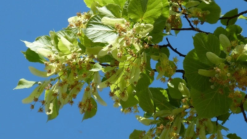 Церковный праздник 4 июля 2024: что можно и нельзя делать, приметы