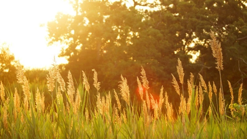 Народные приметы на 13 июля 2024: что можно и нельзя делать в этот день