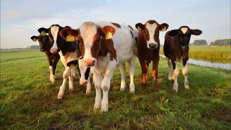 Народные приметы 6 мая: что строго нельзя делать