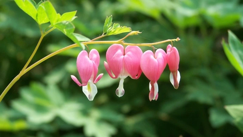 Народные приметы 9 июня: что строго нельзя делать 