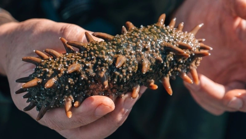 На Сахалине осудили шестерых жителей за браконьерство в лагуне Буссе