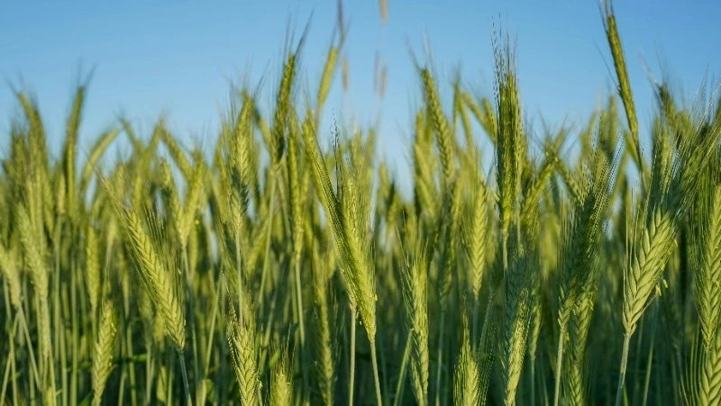 Народные приметы на 11 июня 2024: что строго нельзя делать 