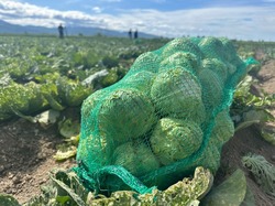 На Сахалине начали сбор раннего урожая овощей и ягод