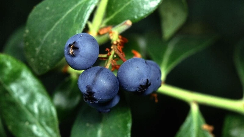 Церковный праздник 22 июля 2024: народные приметы, что строго нельзя делать 